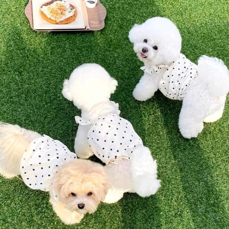 Fungus Collar Puppy