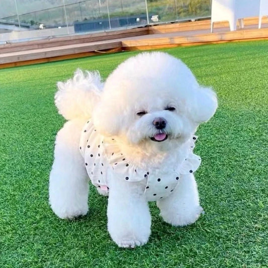 Fungus Collar Puppy