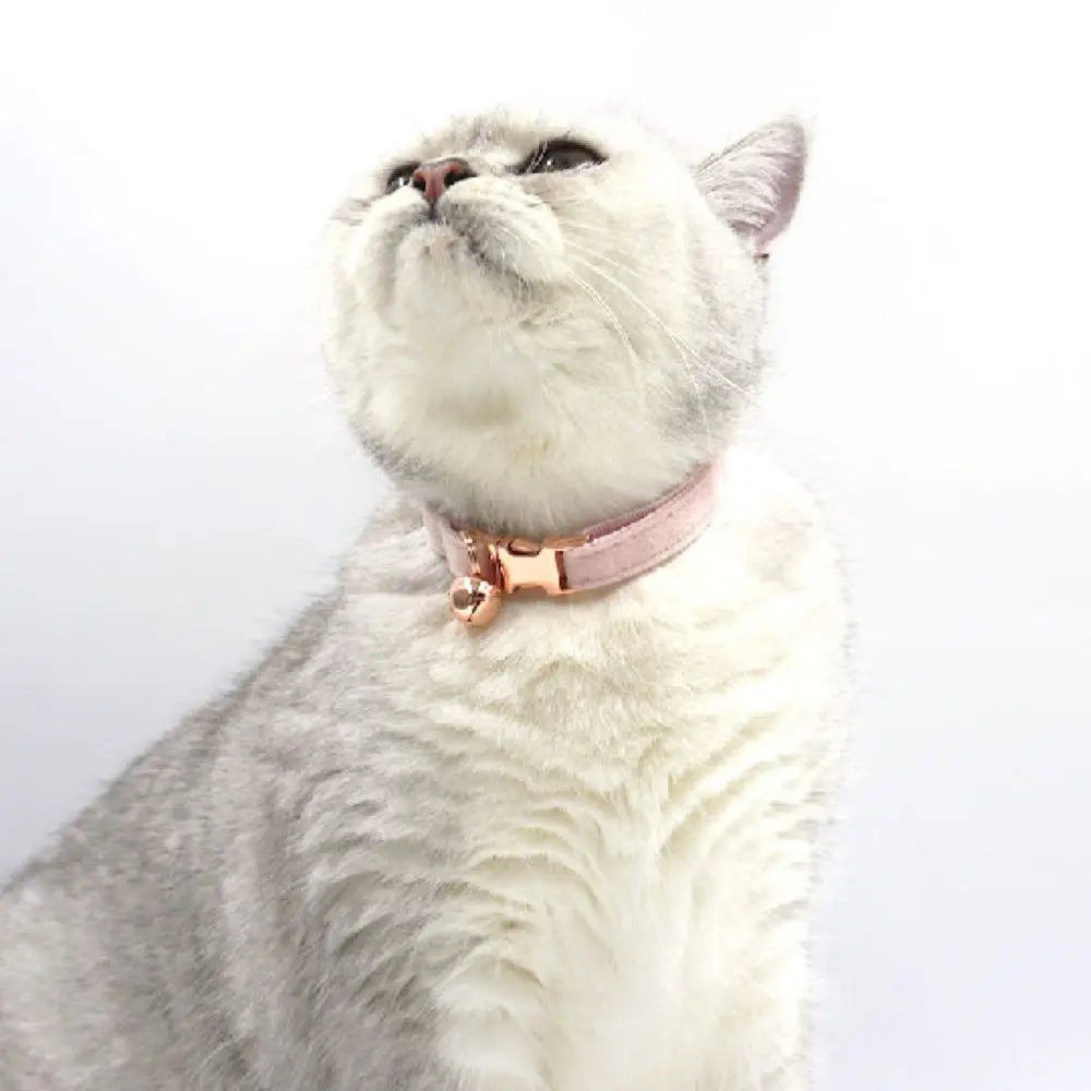 Personalized Velvet Collar